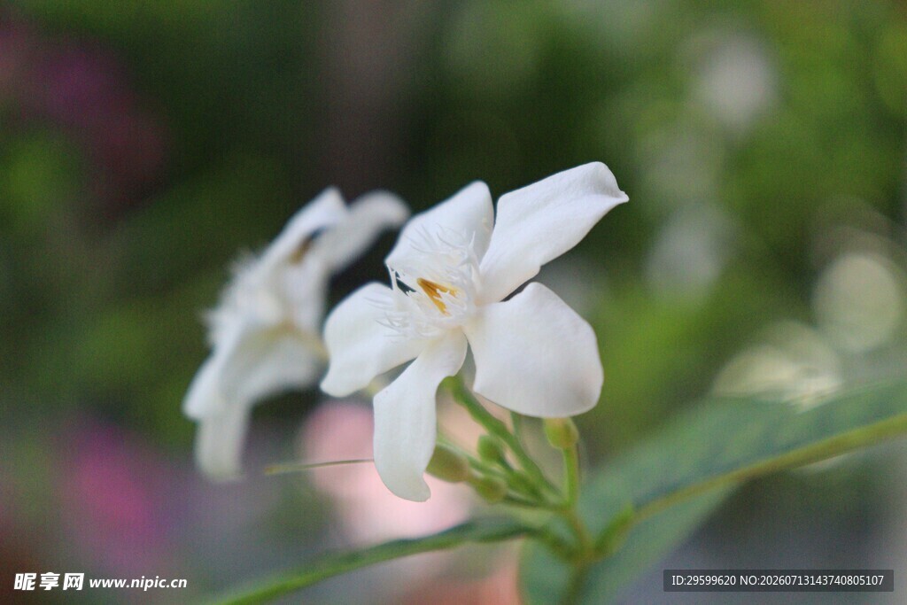 清新栀子花