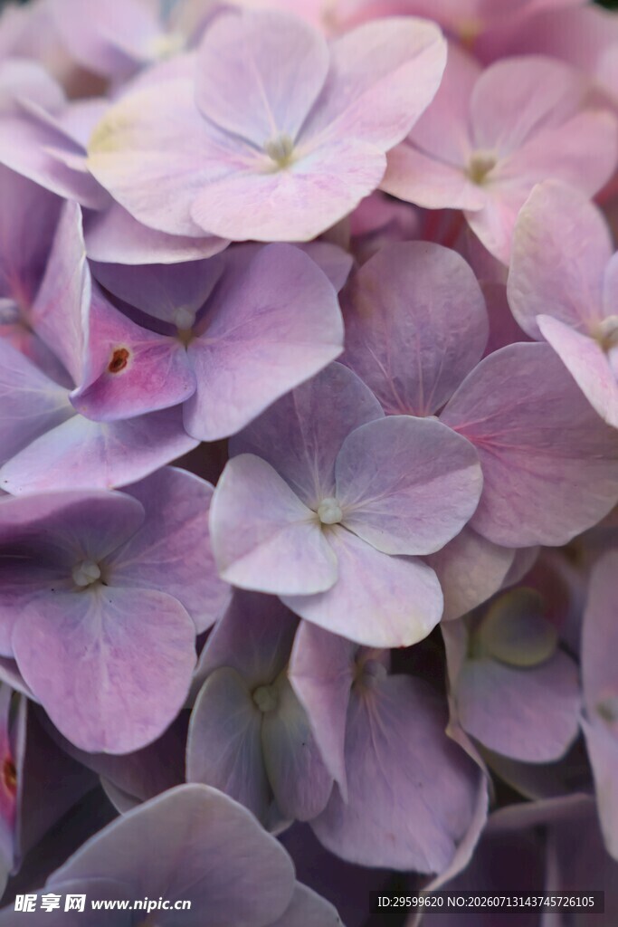 淡紫色绣球花特写