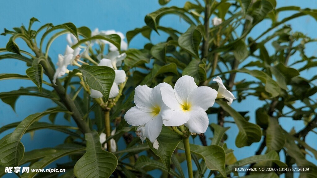 栀子花