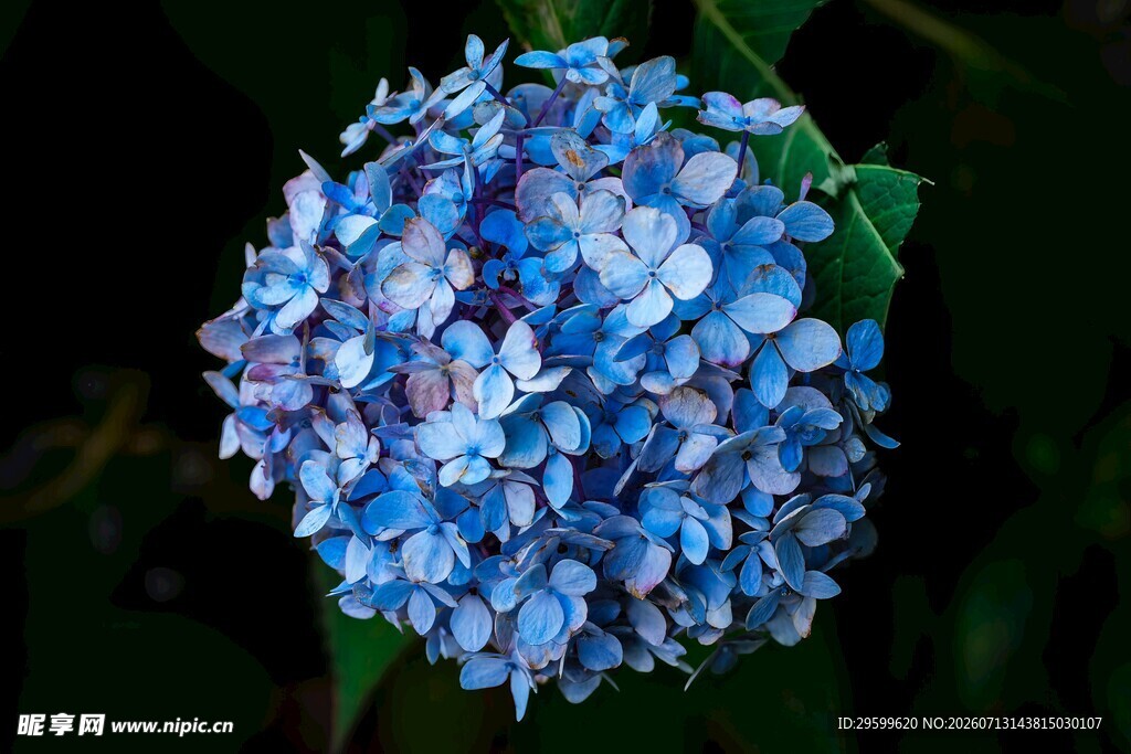 蓝色绣球花特写