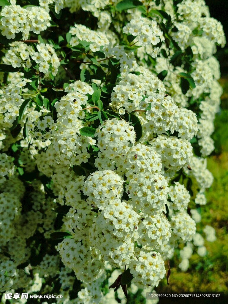 绣球花