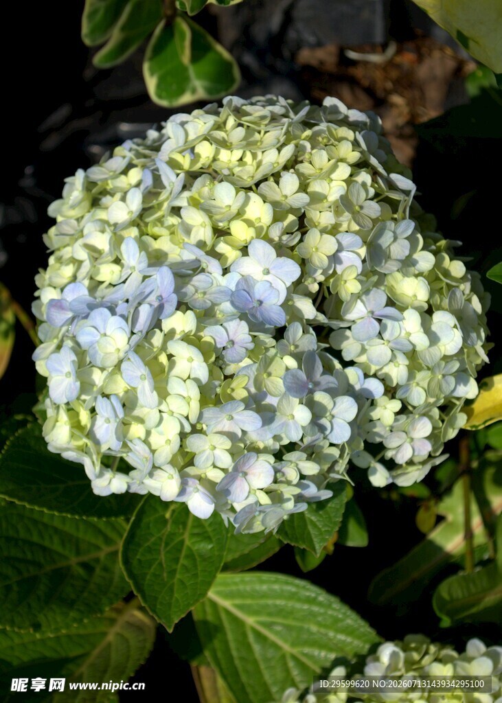 绣球花特写