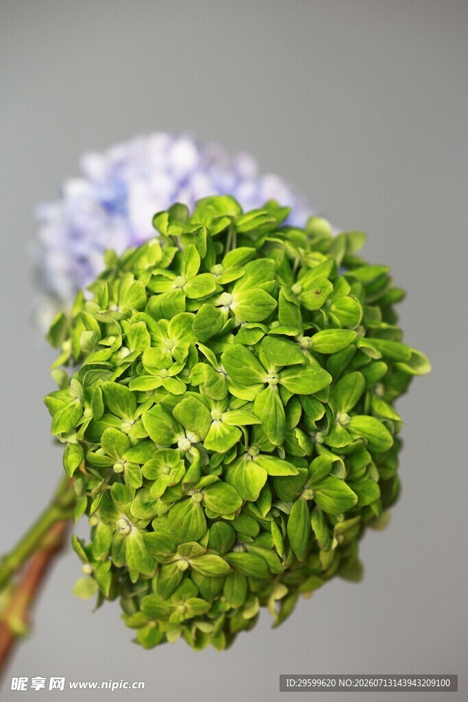 翠绿绣球花特写