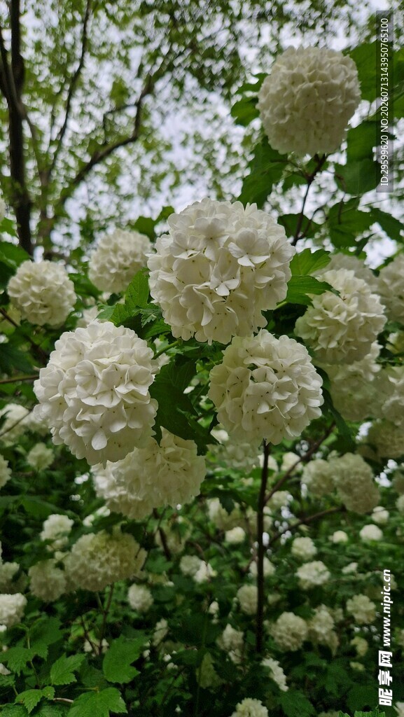 洁白绣球花绽放于林间