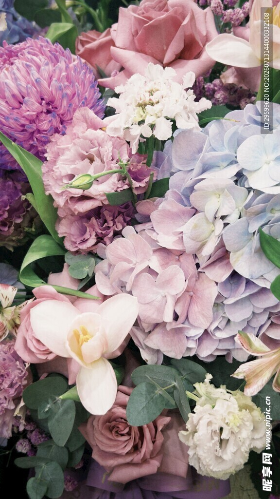 缤纷绣球花