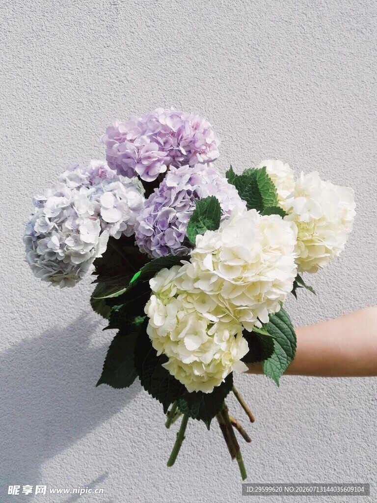 手捧多彩绣球花束