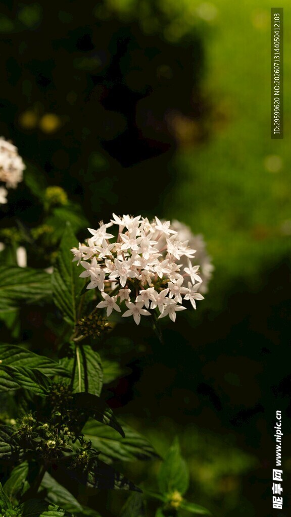 白色绣球花