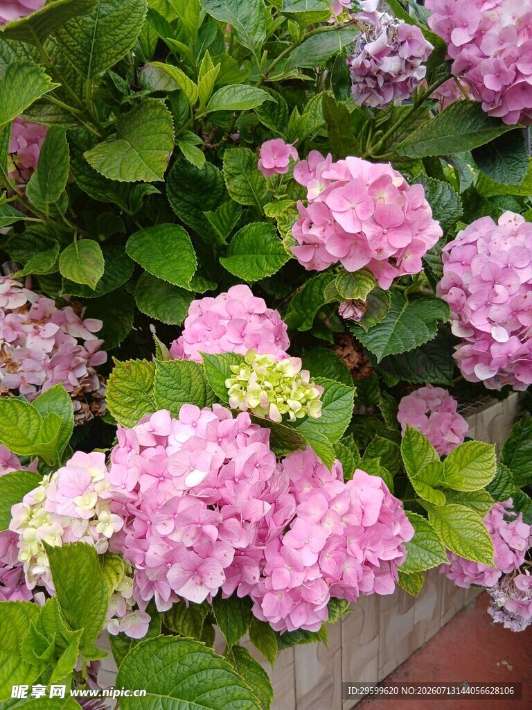 粉色绣球花绽放美景