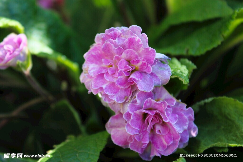 绣球花