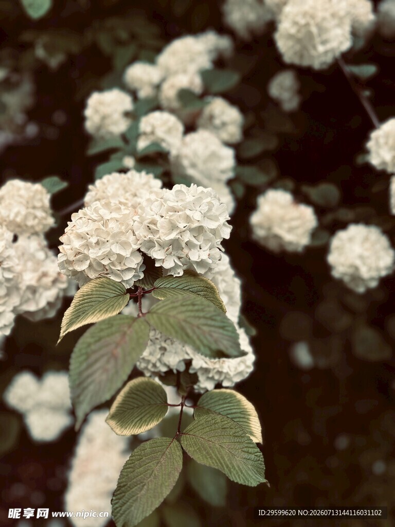白色绣球花绽放