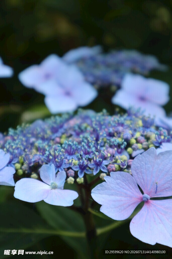 蓝紫色绣球花绽放