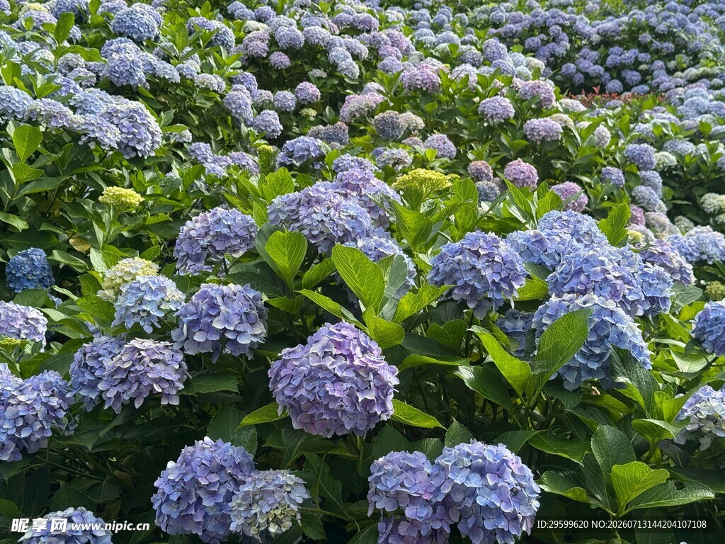 蓝紫色绣球花海美景
