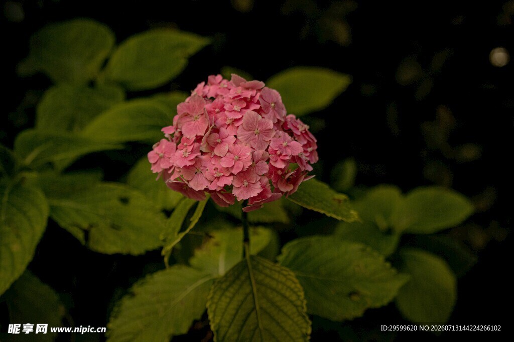 娇艳粉色绣球花特写