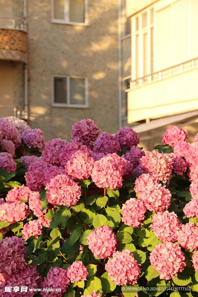 夕阳下盛开的粉色绣球花