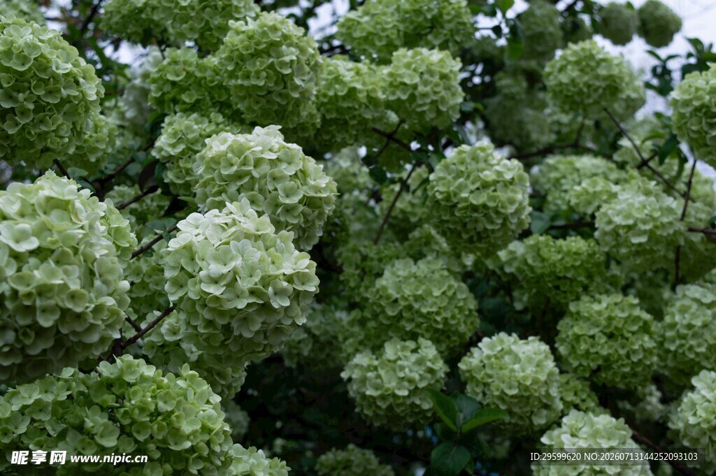 茂密绣球花