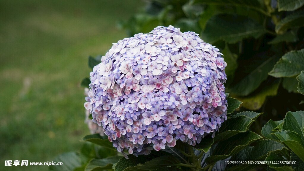  紫绣球花绽放