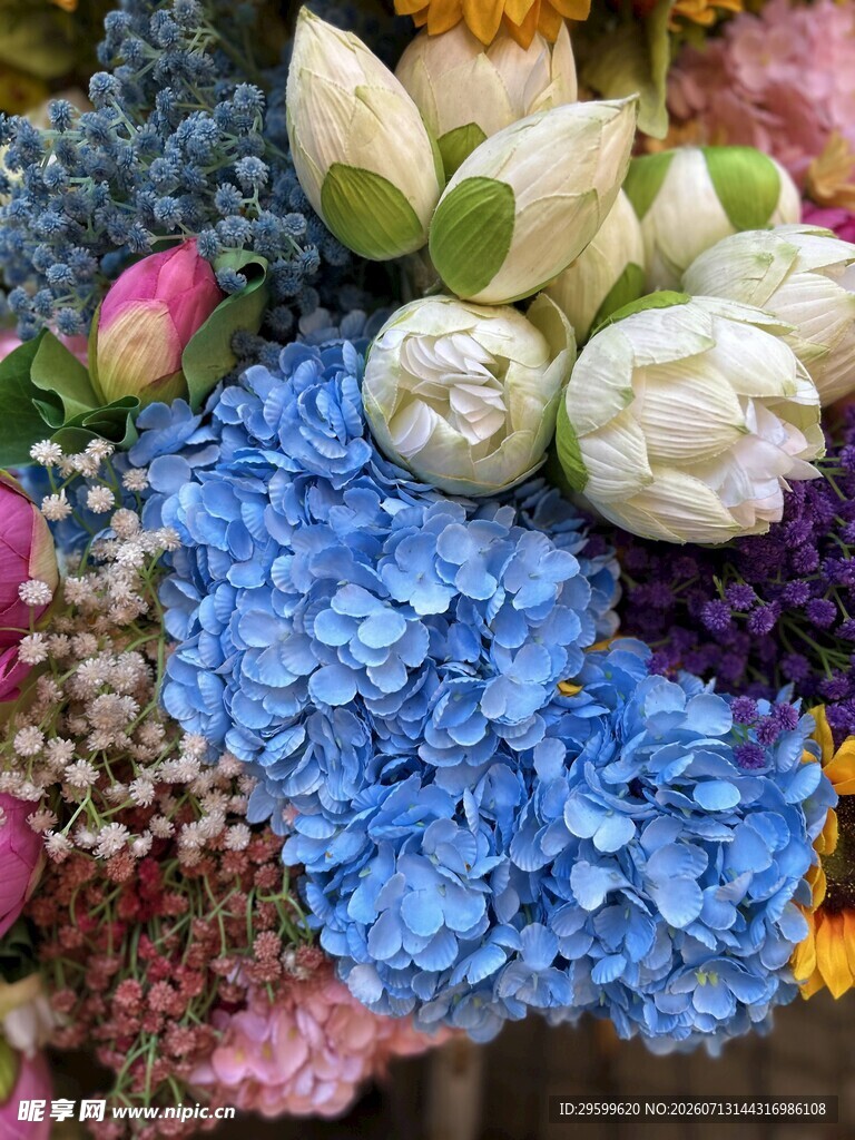多彩绣球花