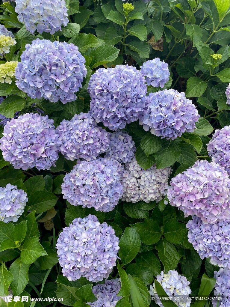 紫色绣球花绽放美景