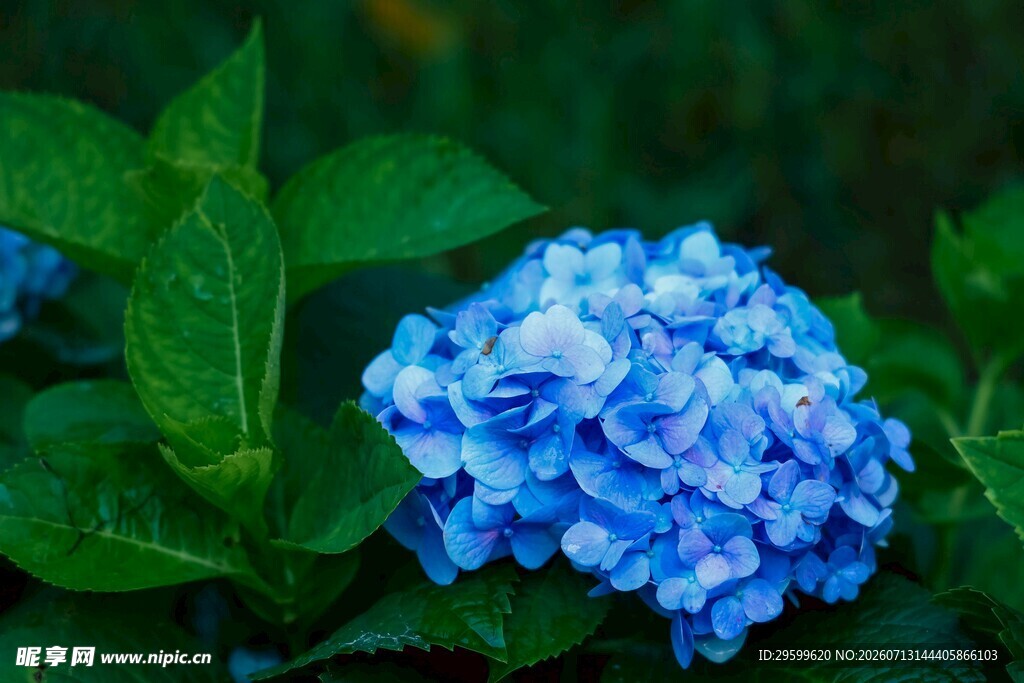 蓝色绣球花绽放