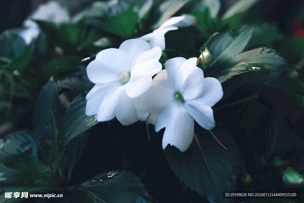 洁白栀子花绽放绿叶间