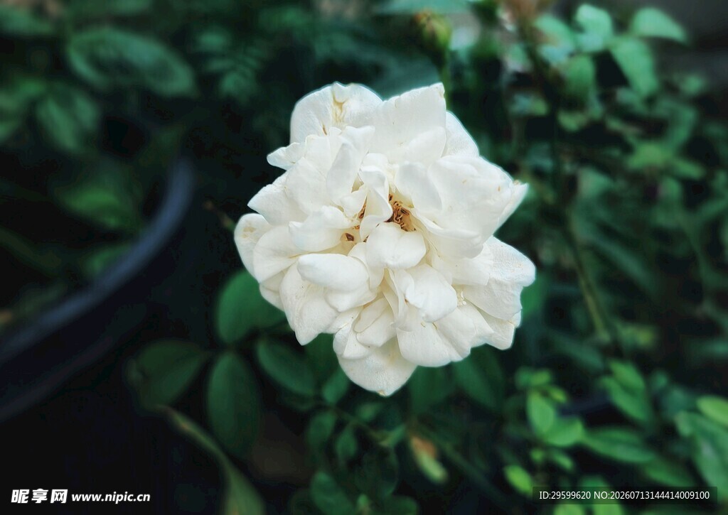 栀子花