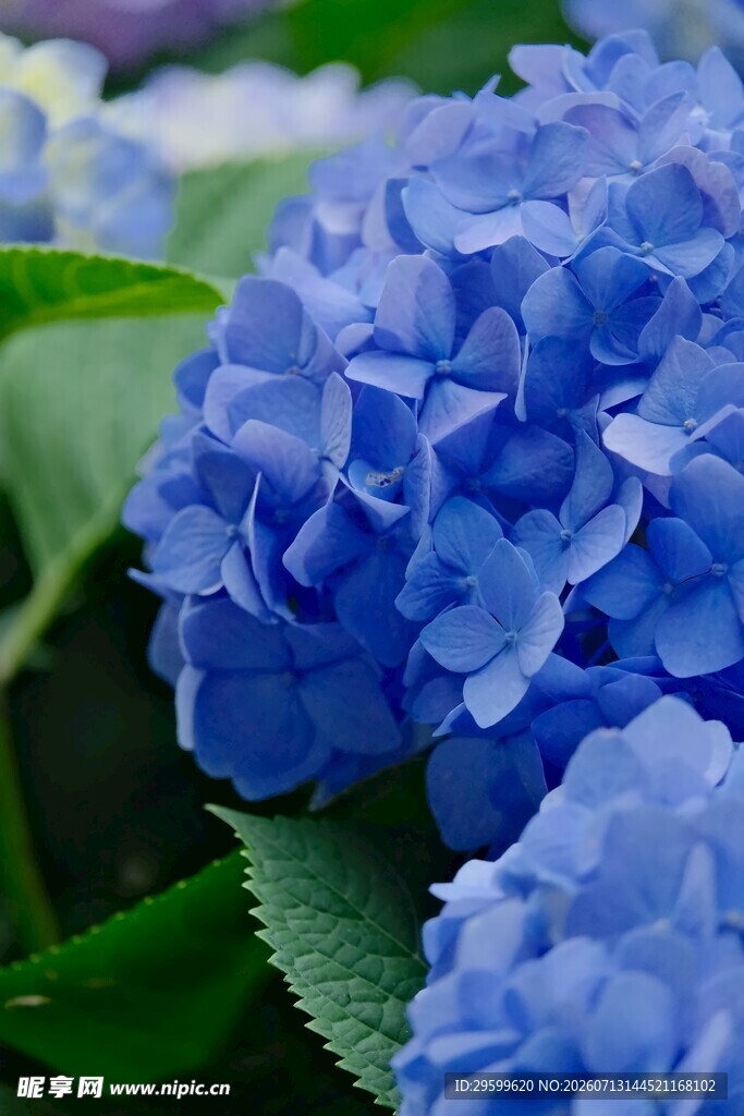 蓝色绣球花绽放之美
