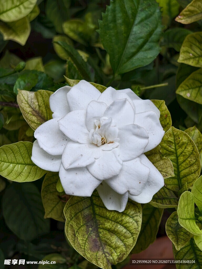 洁白栀子花绽放绿叶间
