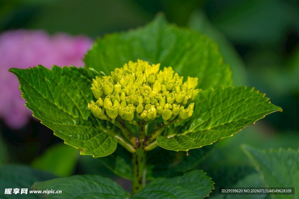 黄色绣球花
