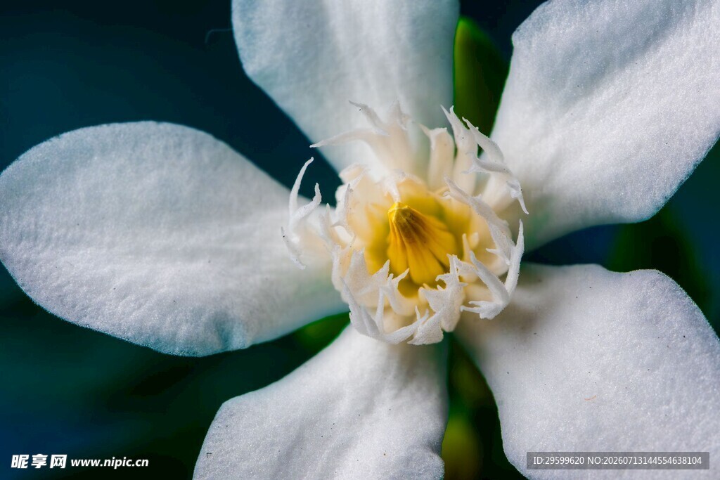 栀子花