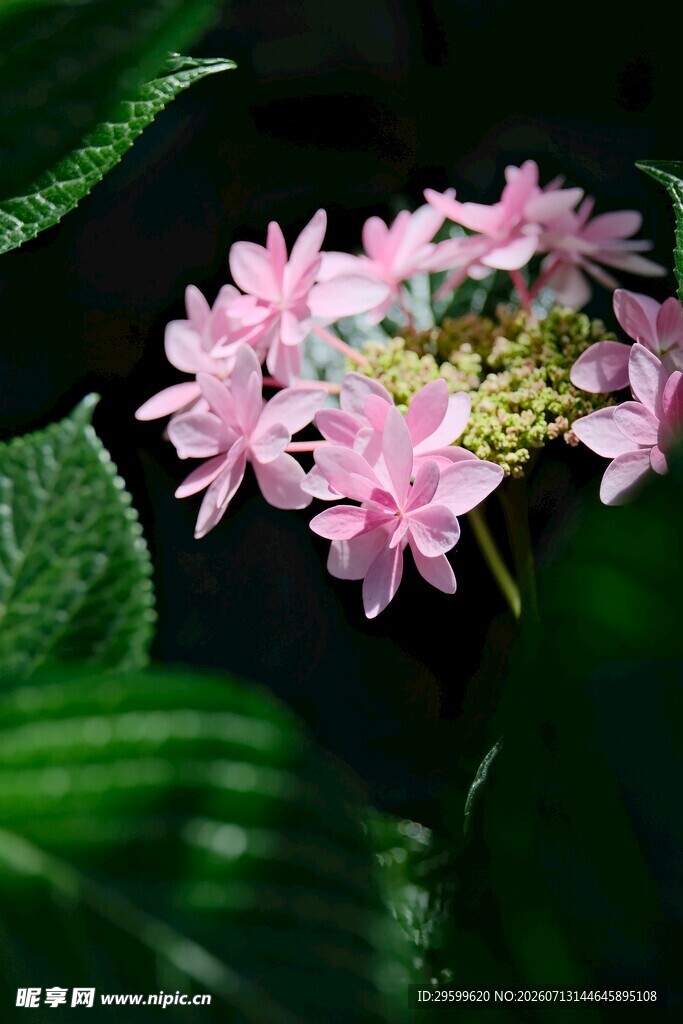 粉色绣球花