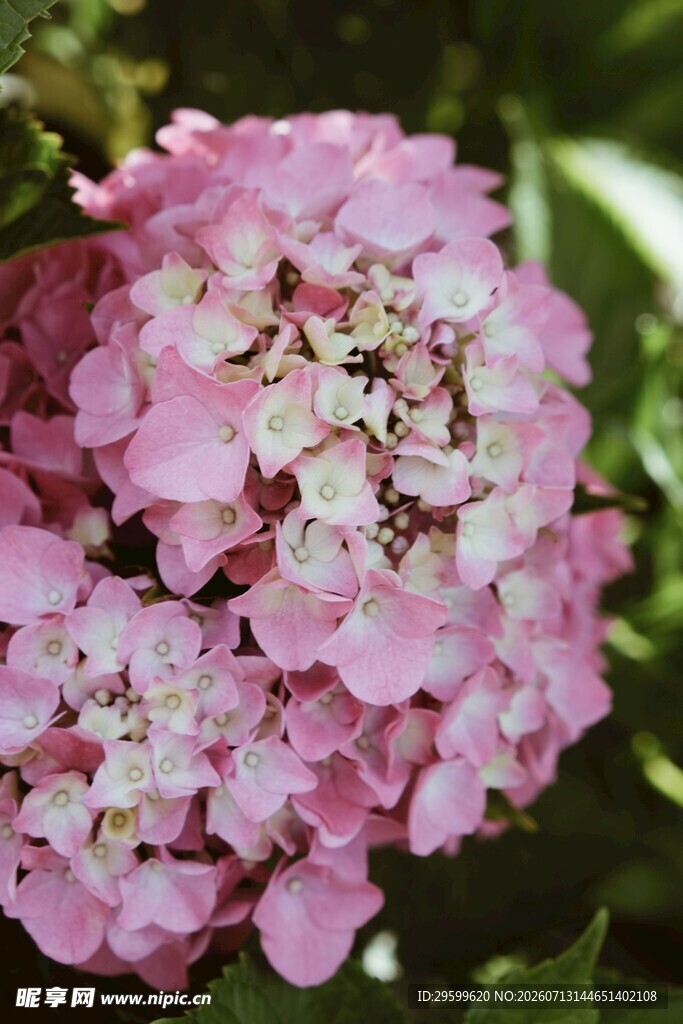 粉色绣球花特写