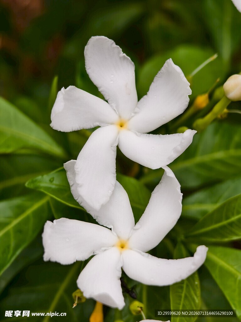 两朵洁白素雅的风车茉莉花