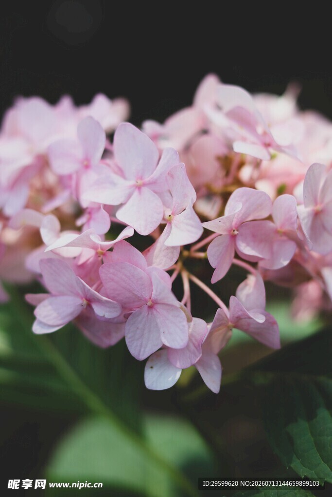 粉色绣球花绽放