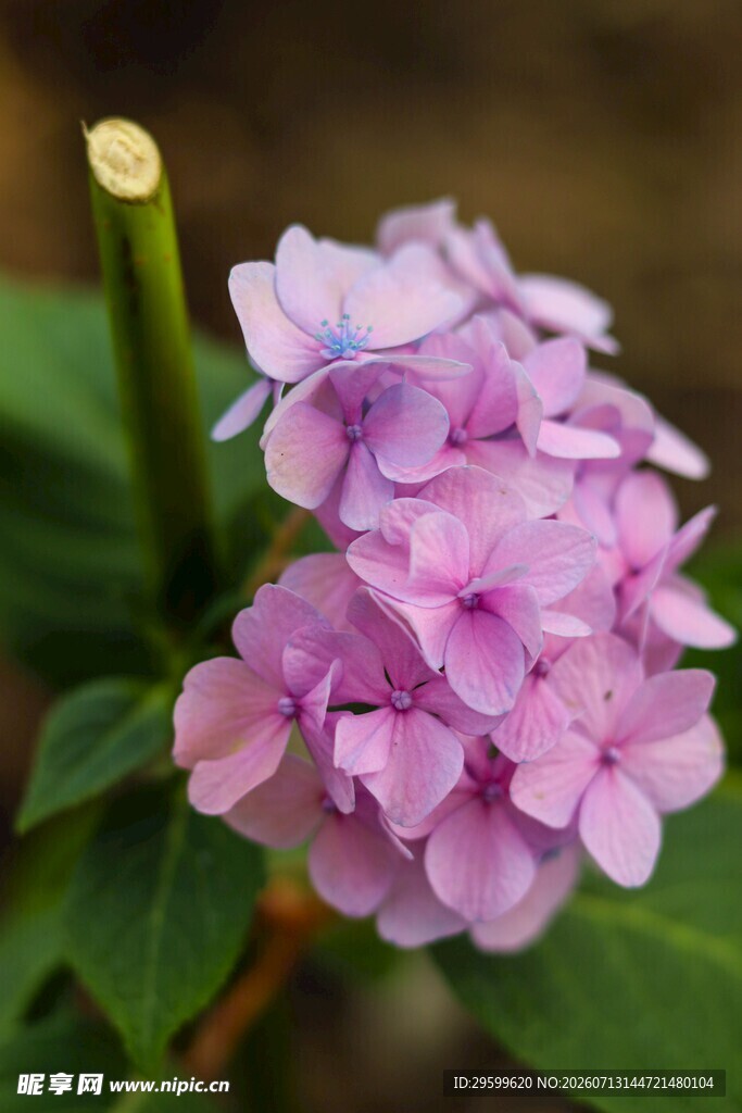 淡紫色绣球花特写