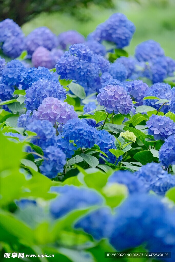 蓝绣球花绽放的美丽景致