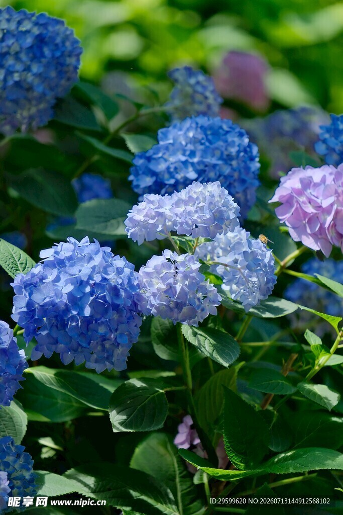 蓝紫绣球花绽放美景