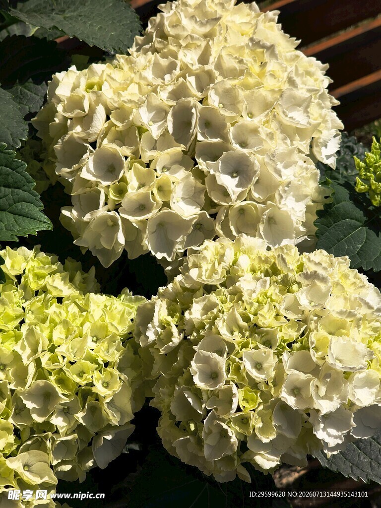 白色绣球花特写