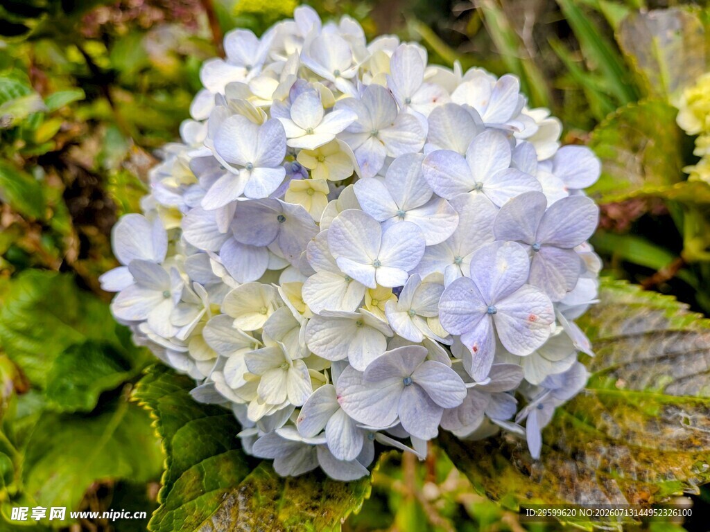 淡蓝色绣球花绽放