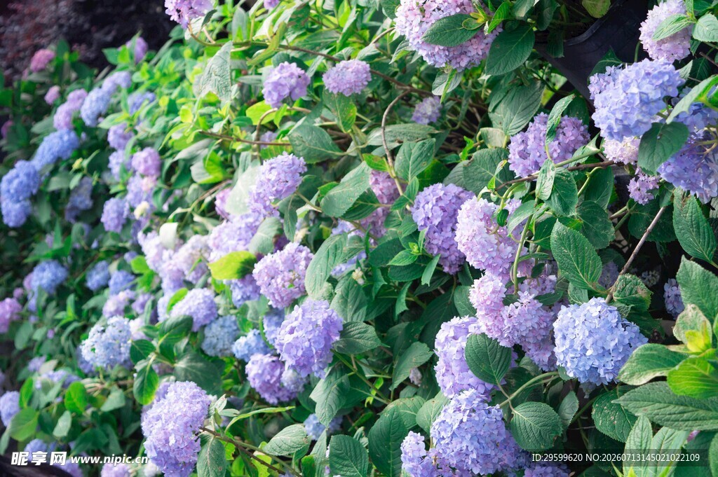 紫色绣球花绽放的美景