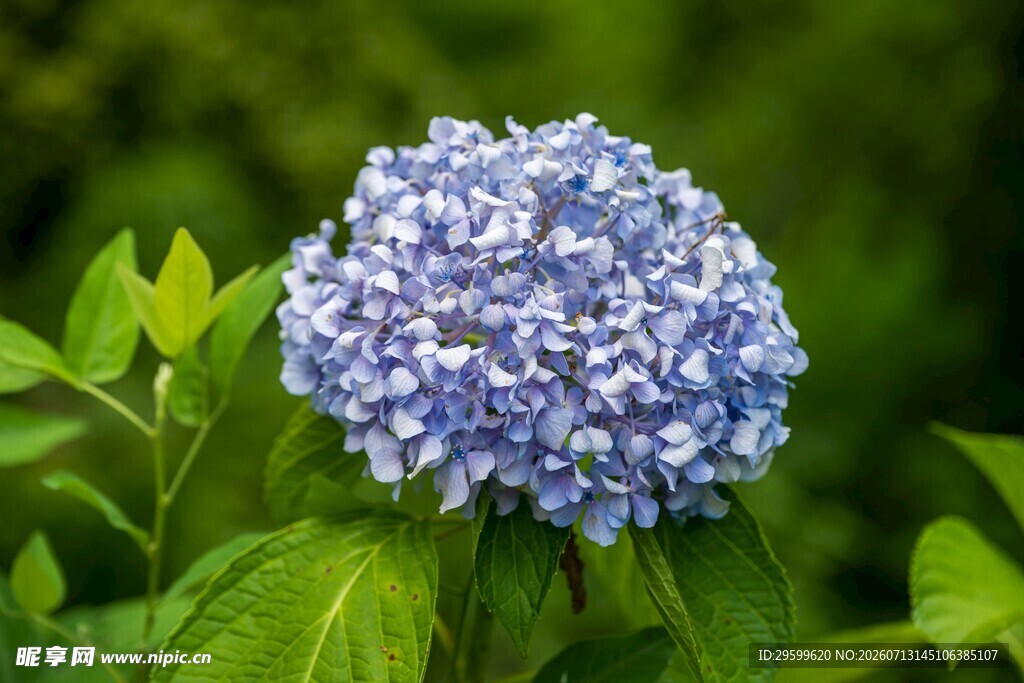 蓝绣球花绽放绿叶间