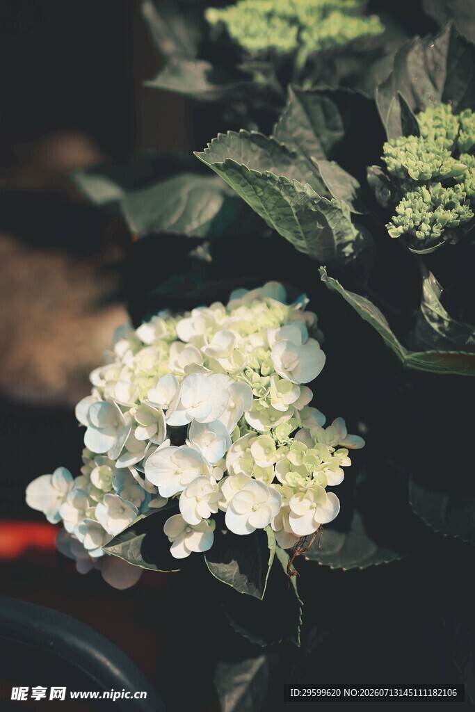 白色绣球花特写
