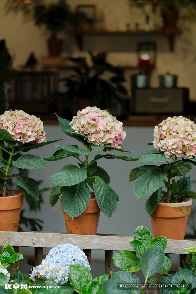 盆栽绣球花 