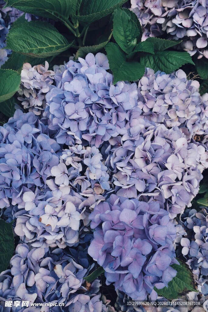 紫色绣球花特写