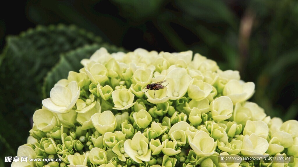 翠绿绣球花 