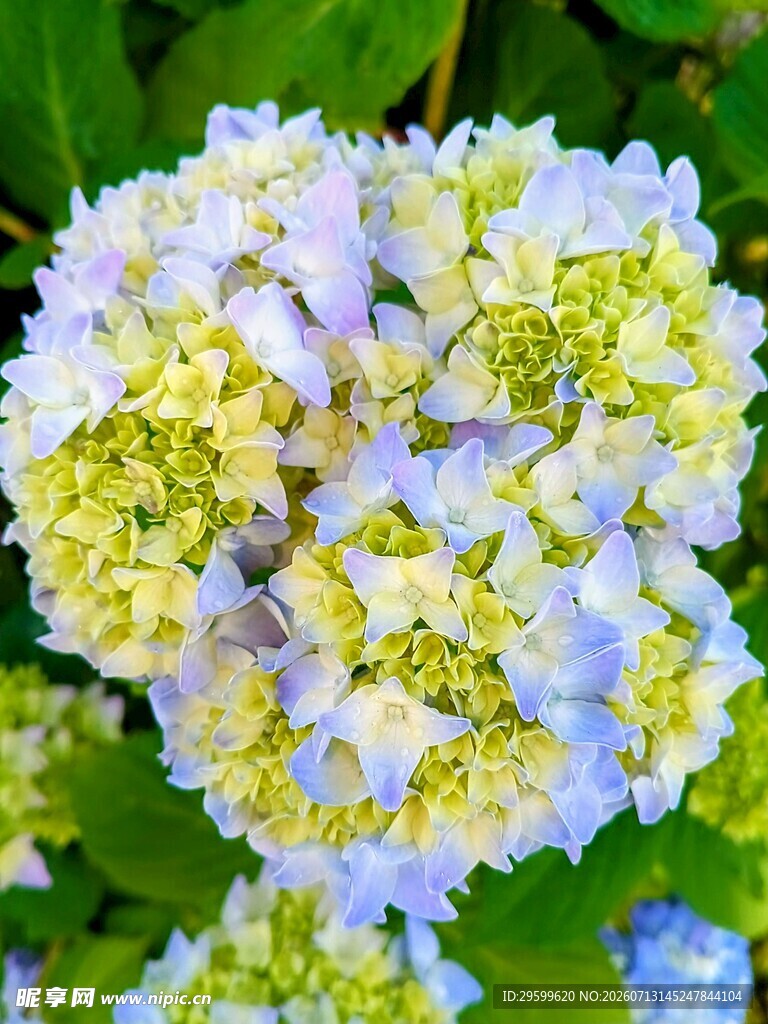 清新绣球花绽放