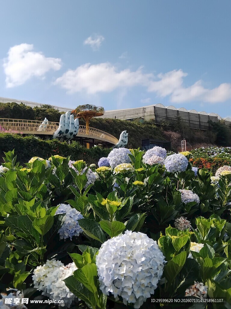花园中的绣球花美景