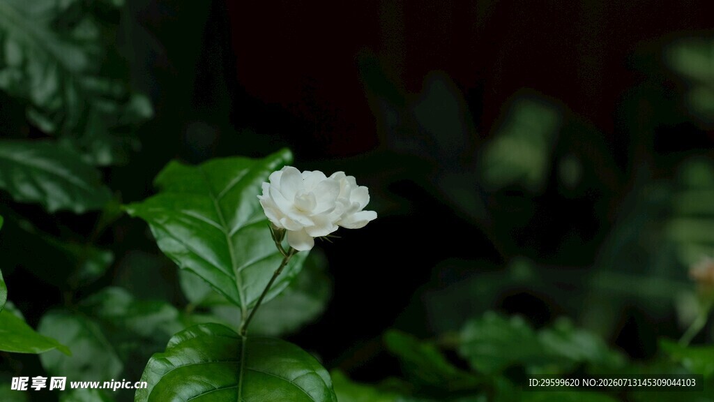绣球花