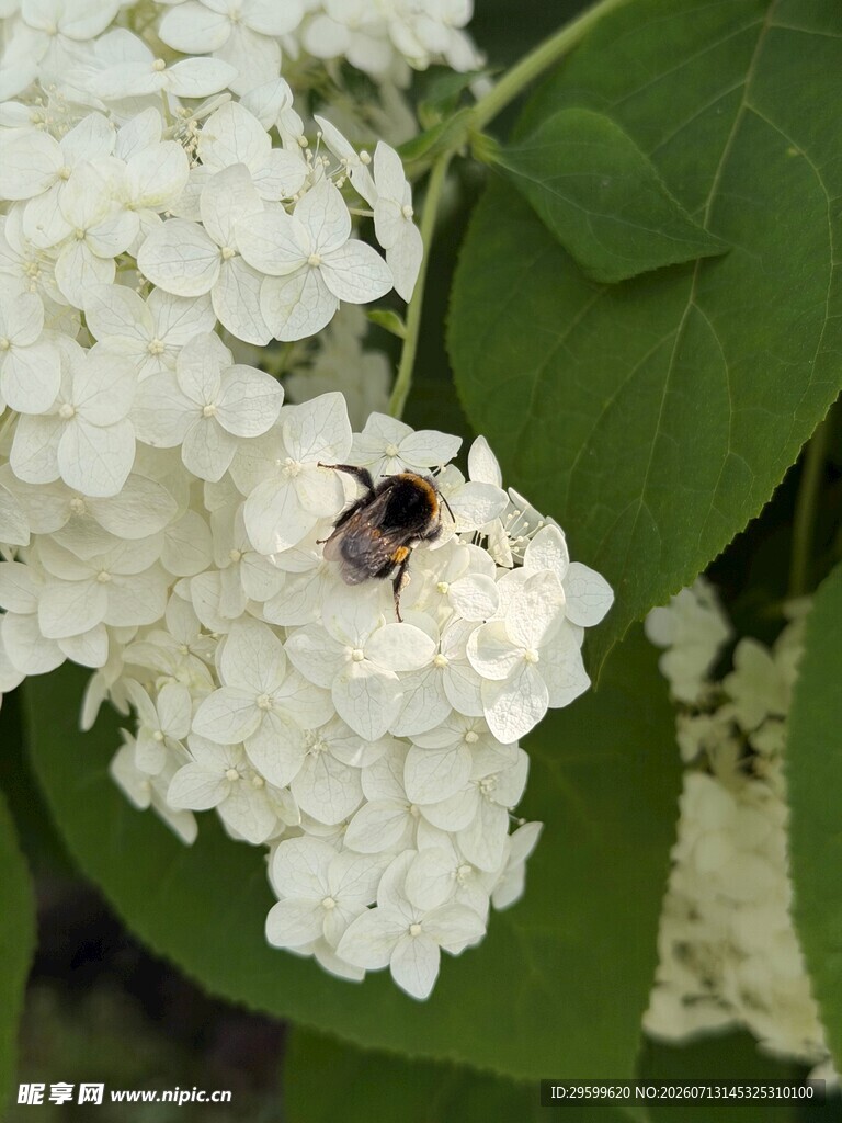  白色绣球花 