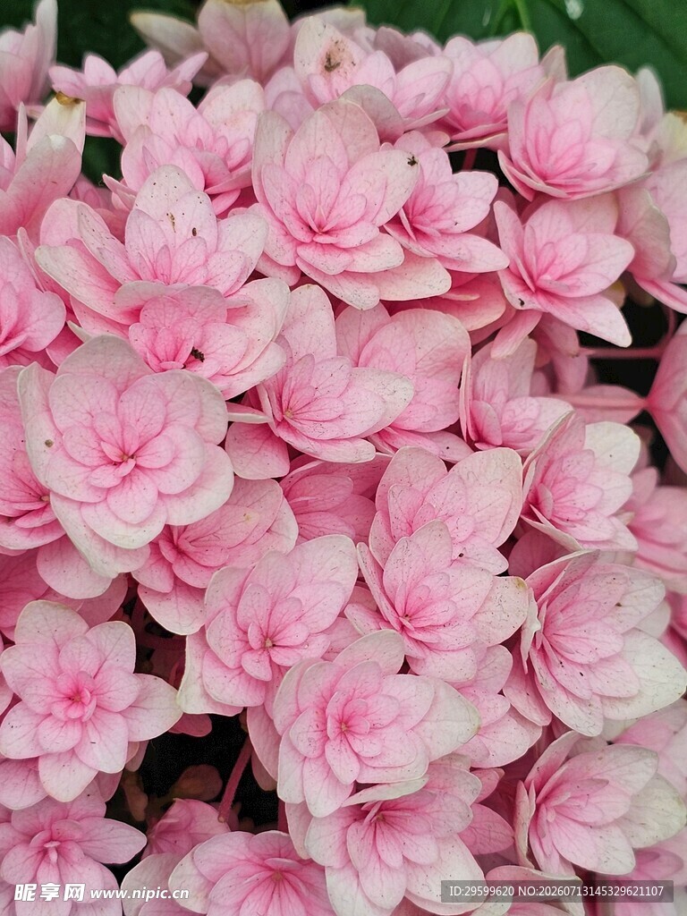 粉色簇拥的绣球花
