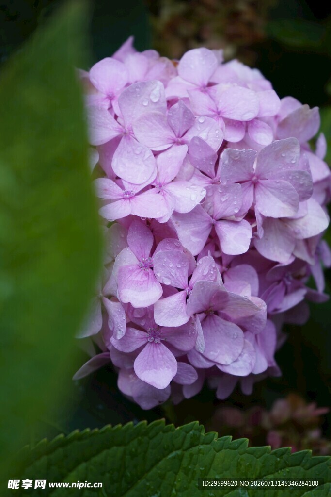 美丽紫绣球花特写